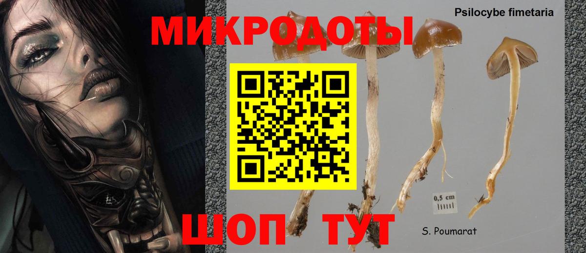 Галлюциногенные грибы Psilocybine cubensis Рязань